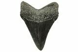 Serrated, Juvenile Megalodon Tooth - South Carolina #375969-1